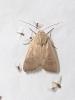 362158 – Photo : Moth-er – France (69)