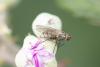 362436 – Photo : Pierre Duhem – France (71)