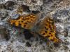 362568 – Photo : lguez – France (91)