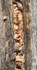 362986 – Photo : Liliane Delattre – France (30)