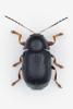 Cryptocephalus sp.