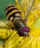 362275 – Photo : ANDRE LABETAA – France (09)