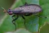 362982 – Photo : ANDRE LABETAA – France (66)