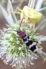 362221 – Photo : Mathurin CARNET – France (48)