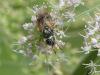 362251 – Photo : Sandor31 – France (09)