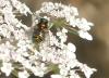 362888 – Photo : Sandor31 – France (09)