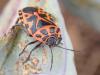 362358 – Photo : Catherine Reymonet-Smitten – France (19)
