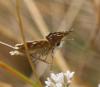 362887 – Photo : Guillaume – France (38)