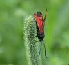 362342 – Photo : roy – France (12)