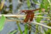362313 – Photo : phyllo – Taïwan
