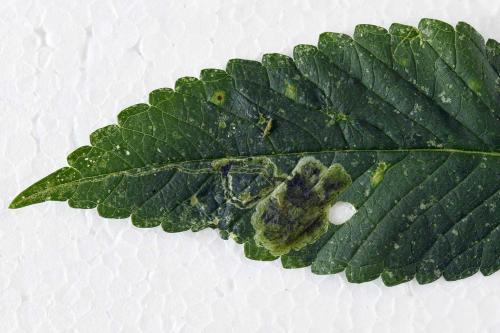 Réf. 363 519 : Amauromyza labiatarum