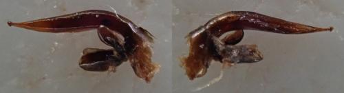 Ophonus brevicollis