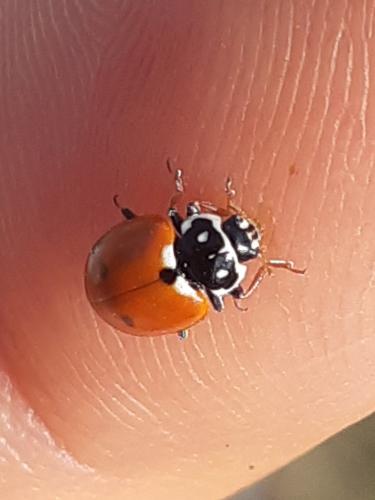Hippodamia variegata