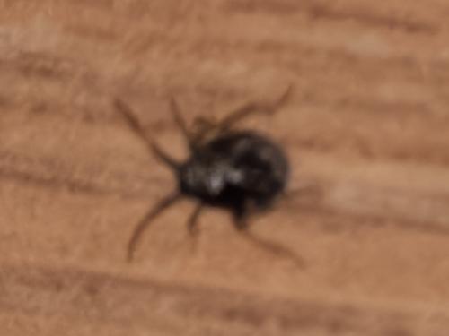 Gibbium sp.