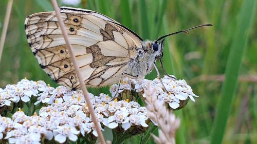Melanargia galathea