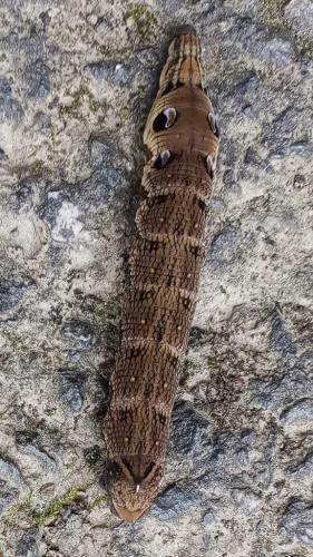 Deilephila elpenor