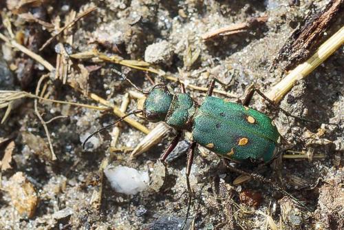 Cicindela campestris