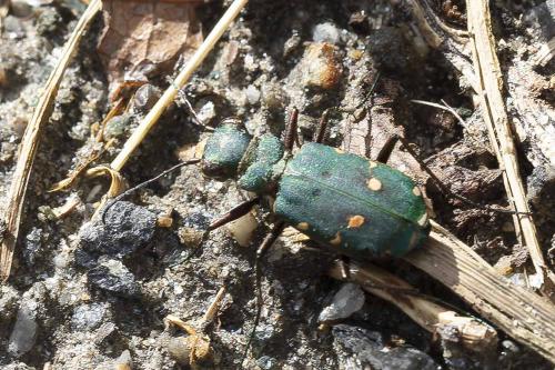 Cicindela campestris