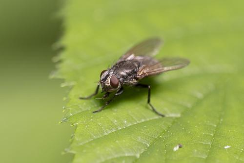 Pollenia sp.