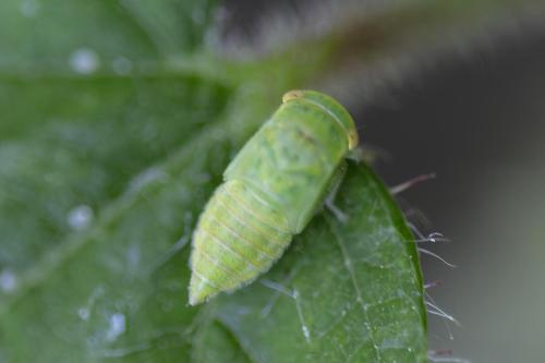 Macropsis sp.