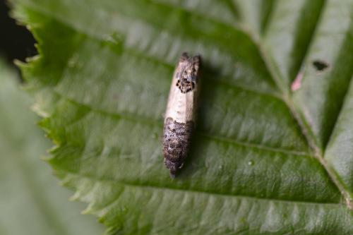 Spilonota ocellana