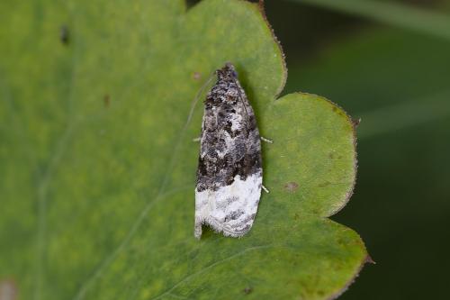 Apotomis betuletana