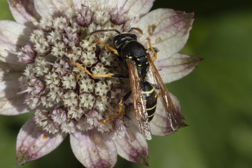 Polistes biglumis