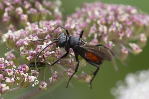 Pompilinae