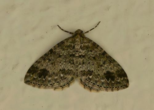 Mesotype didymata