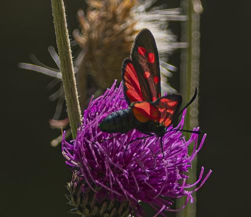 Zygaena transalpina