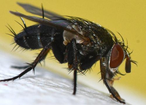 www.galerie-insecte.org/galerie/image/dos363/big/Actia%20sp.%20150825.jpg