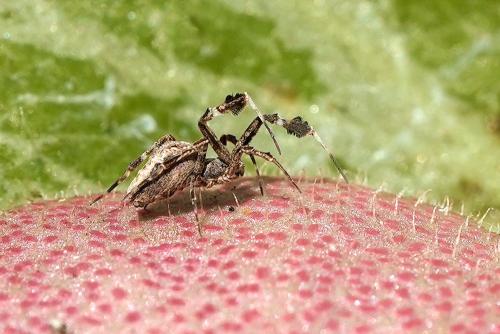 Uloborus plumipes