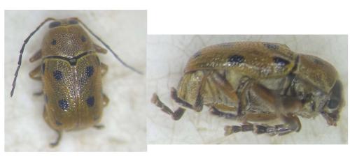 Cryptocephalus octomaculatus