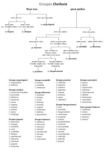 Cheilosia divers