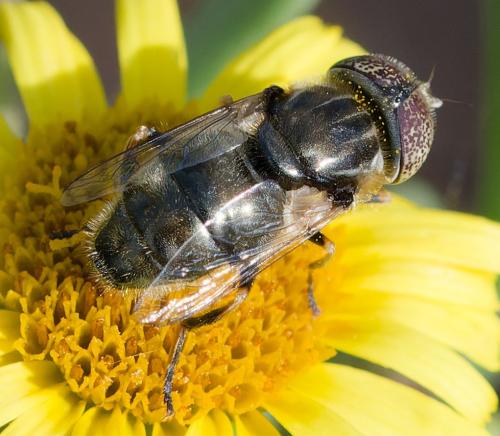 Eristalinus aeneus