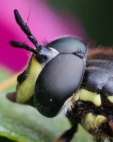Chrysotoxum vernale
