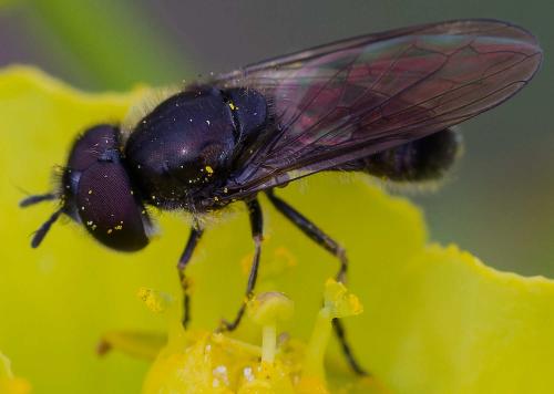Heringia herengi