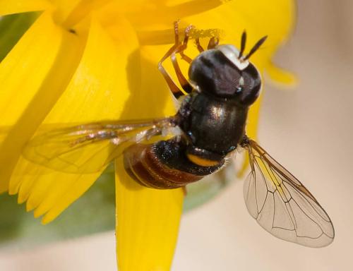 Paragus sp.
