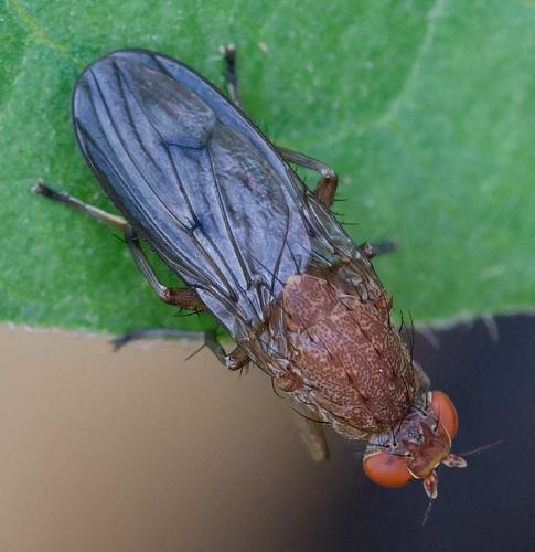 Suillia affinis