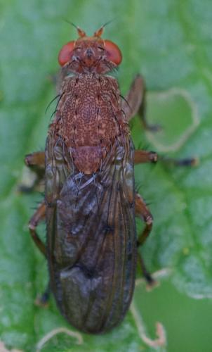 Suillia affinis