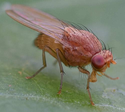 Minettia flavipalpis
