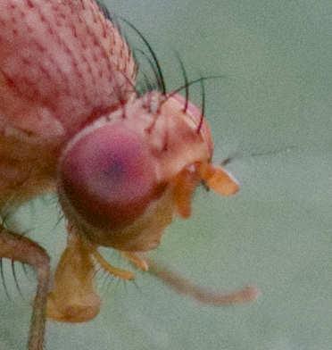 Minettia flavipalpis