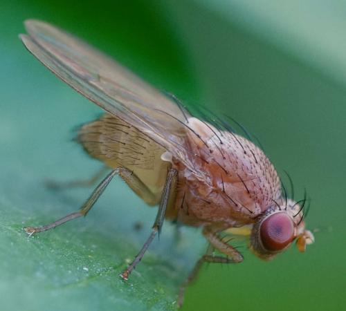 Minettia flavipalpis