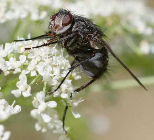 Microphthalma europaea