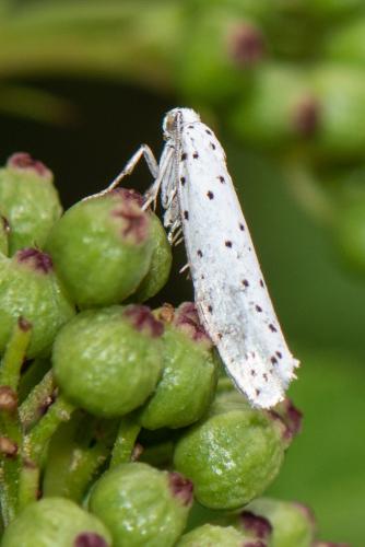 Yponomeuta sp.