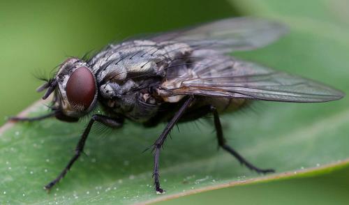 Dasyphora albofasciata