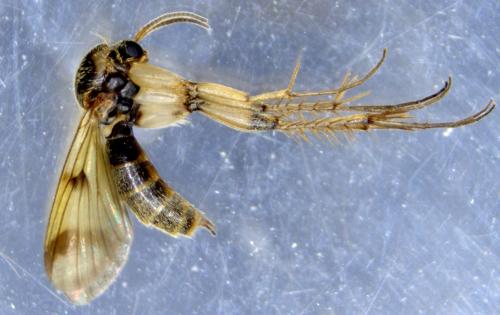 Dynatosoma fuscicorne