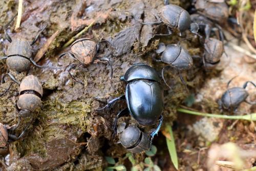 Trypocopris sp.