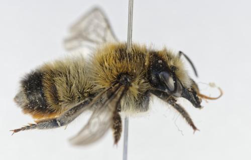 Megachile analis