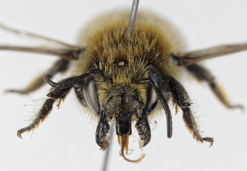 Megachile analis